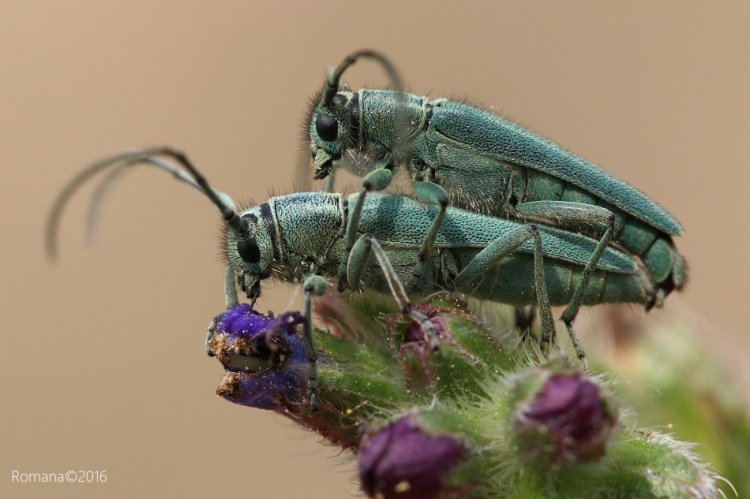 Phytoecia caerulescens caerulescens - kozlíček kovolesklý