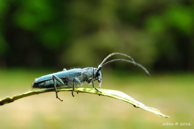 Phytoecia caerulescens caerulescens - kozlíček kovolesklý