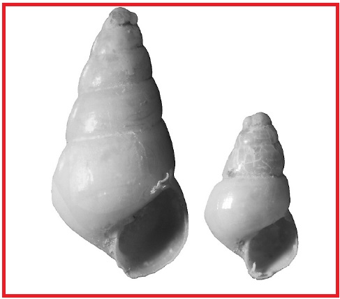 Odostomia acuta