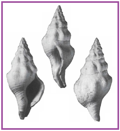 Euthria sumatrensis