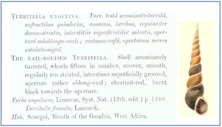 Turritella ungulina