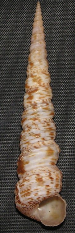 Turritella maculata