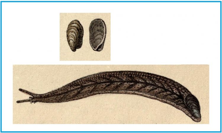 Testacella maugei - Mauge's Shelled Slug