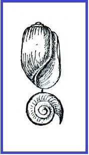 Retusa obtusa