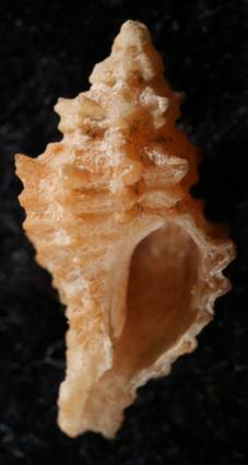 Ocenebra hybrida