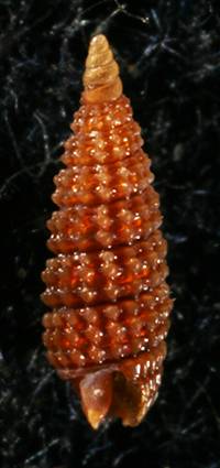 Cerithiopsis buzzurroi