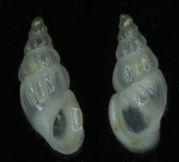 Rissoa membranacea