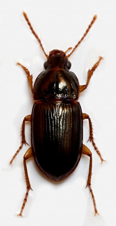Amara bifrons