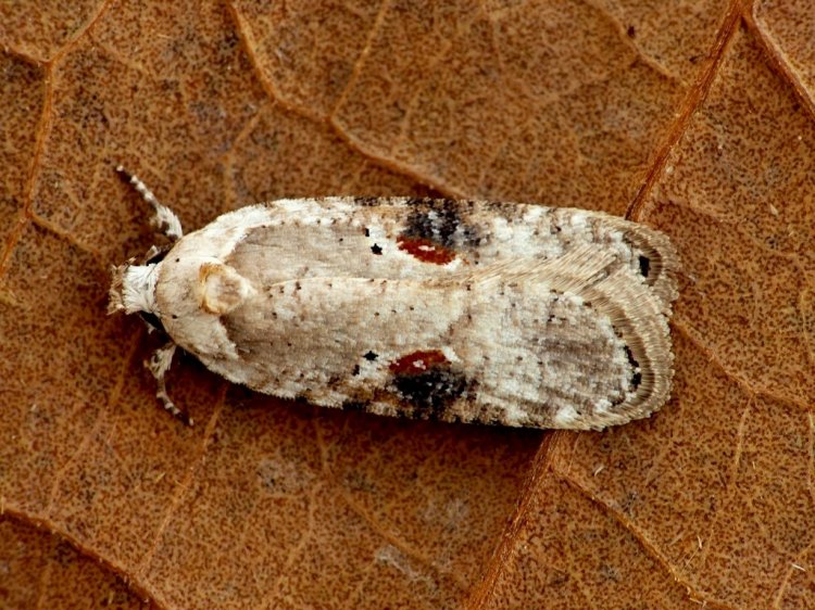 Agonopterix alstromeriana - Poison Hemlock Moth