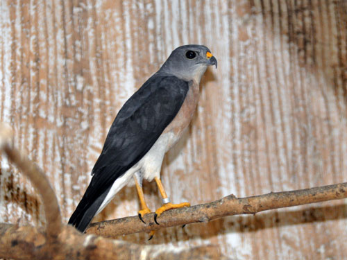 Accipiter soloensis - krahujec čínský