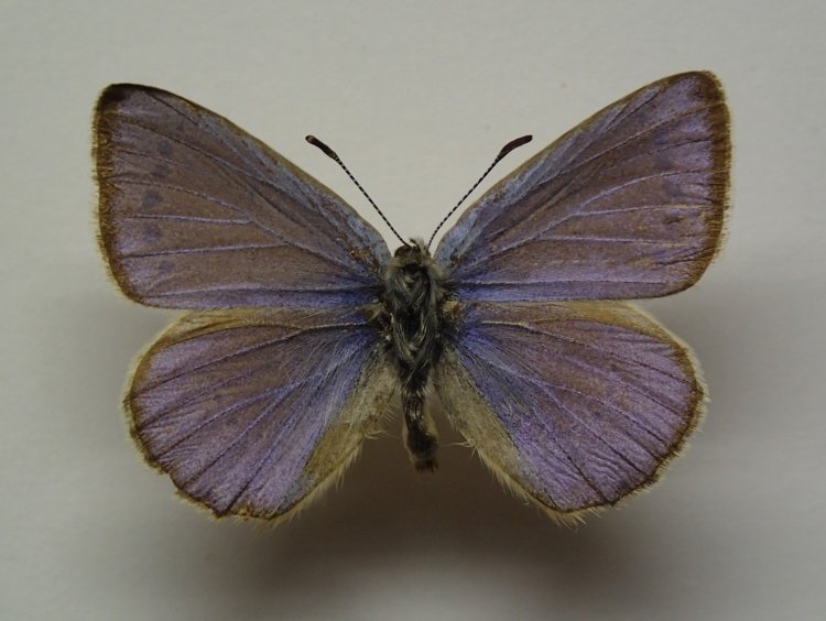 Iolana debilitata