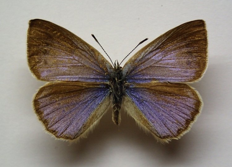 Iolana debilitata