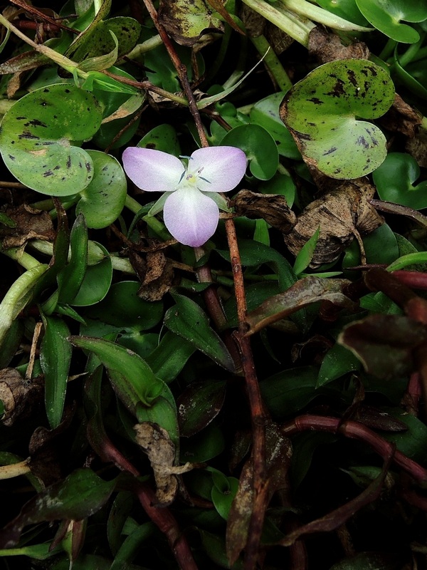 Murdannia triquetra