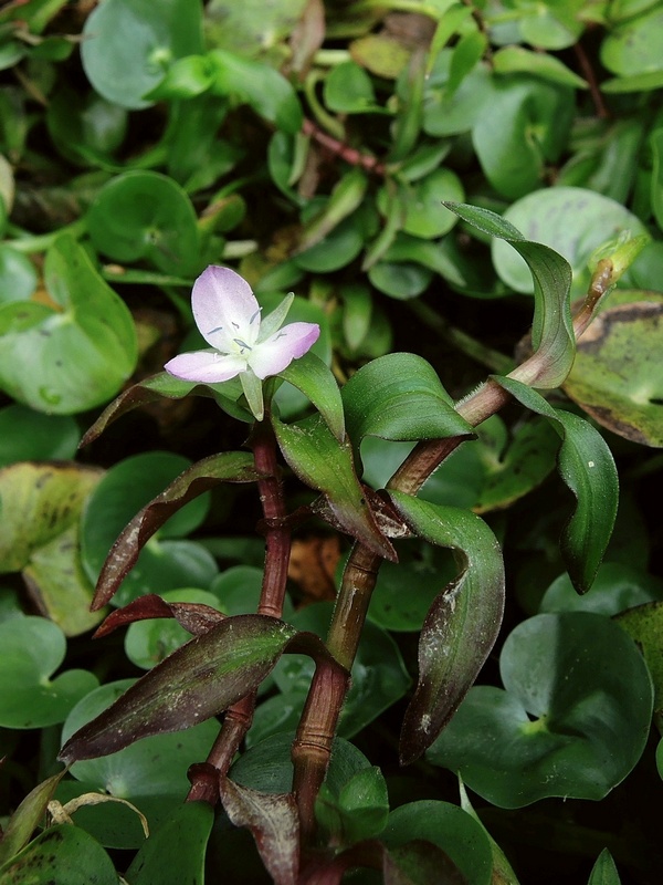 Murdannia triquetra