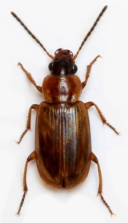 Acupalpus flavicollis