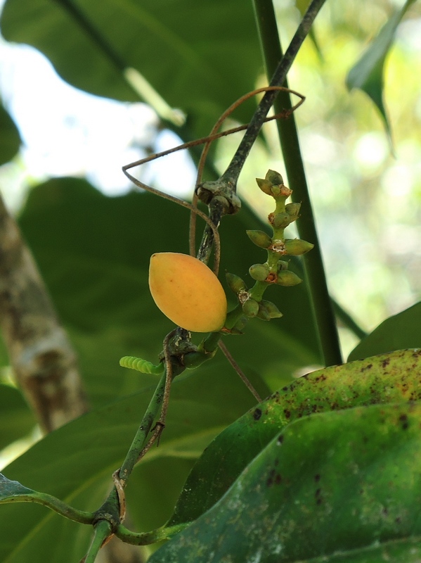 Gnetum gnemon