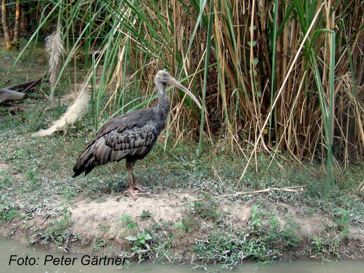 Pseudibis gigantea - ibis obrovský