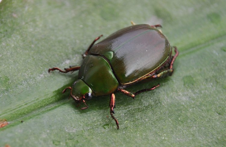 Anomala grandis