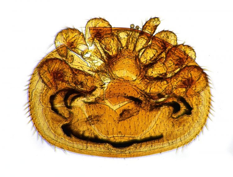 Varroa destructor - kleštík včelí