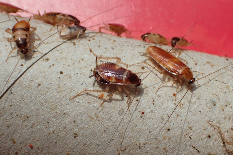Supella longipalpa - šváb hnědopruhý