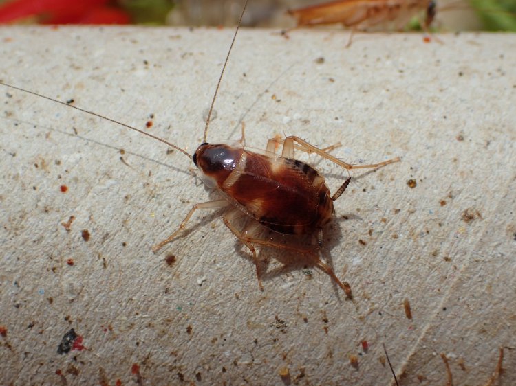 Supella longipalpa - šváb hnědopruhý