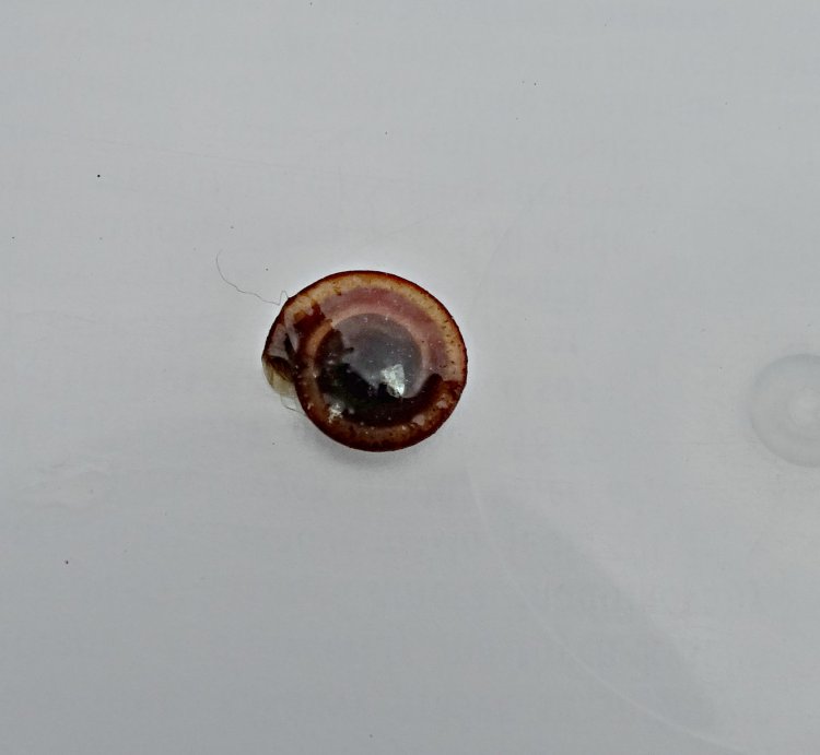 Anisus leucostoma - Button Ram's-horn Snail