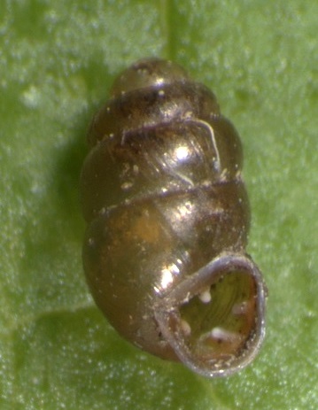 Vertigo pygmaea - Crested Vertigo