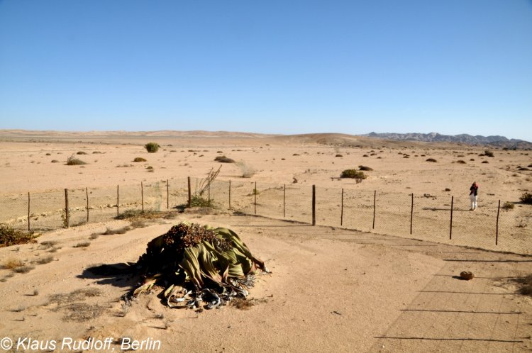 Welwitschia mirabilis - welwitschie podivná