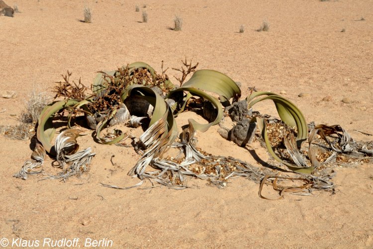 Welwitschia mirabilis - welwitschie podivná