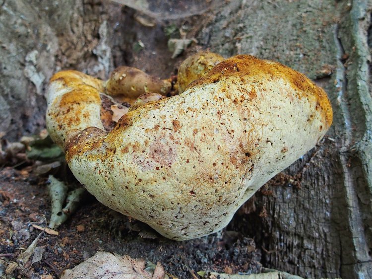 Buglossoporus quercinus - pstřeňovec dubový