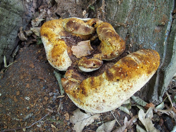 Buglossoporus quercinus - pstřeňovec dubový