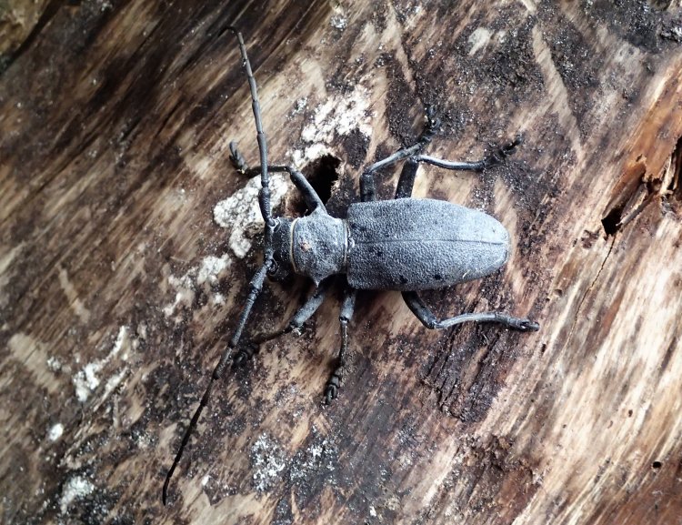 Morimus asper asper