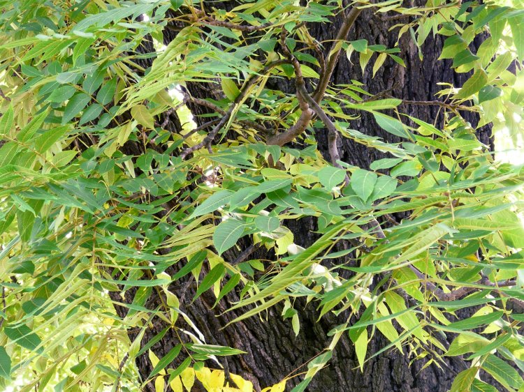 Juglans nigra - ořešák černý
