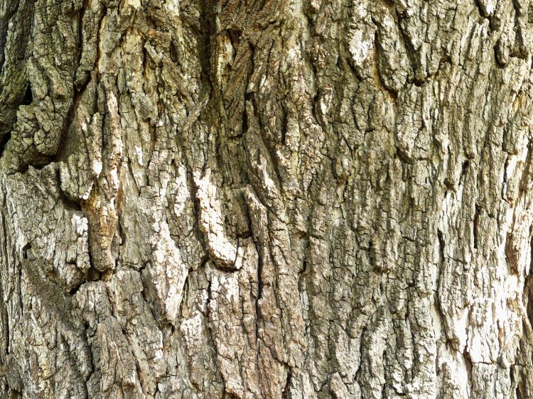 Juglans nigra - ořešák černý