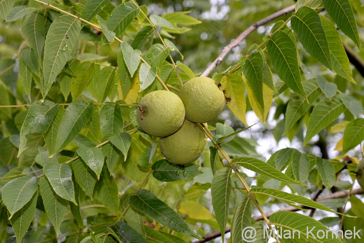 Juglans nigra - ořešák černý
