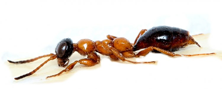 Methocha articulata - svižulka cizopasná