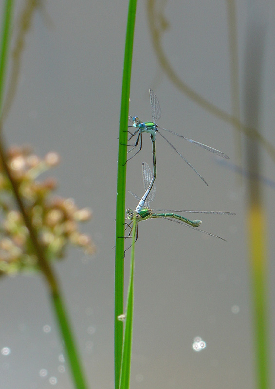 Lestes sponsa - šídlatka páskovaná