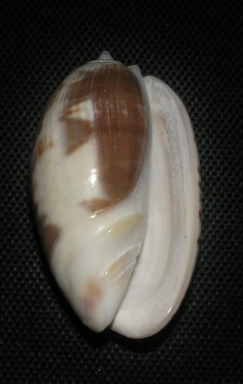Oliva bulbosa fabagina - oliva nadmutá