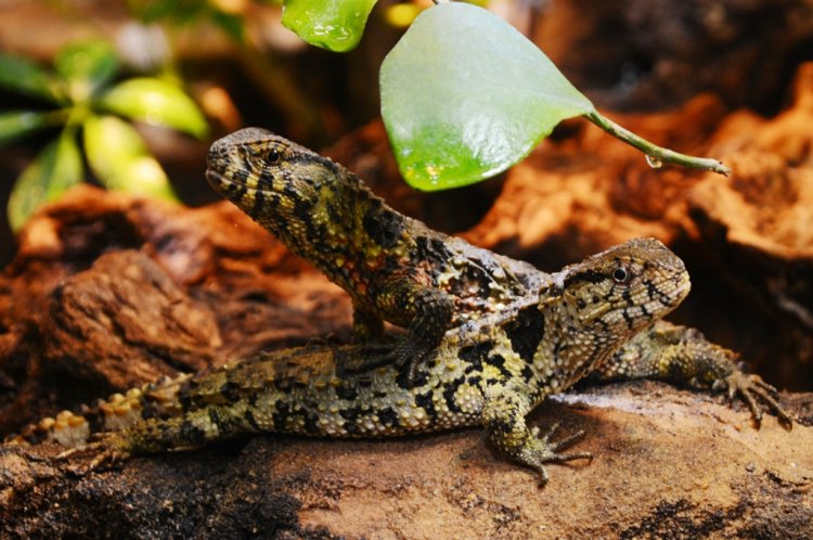 Shinisaurus crocodilurus - krokodýlovec čínský