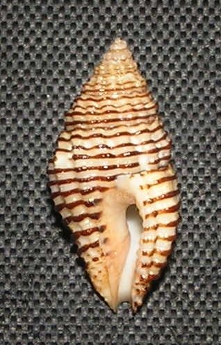 Clivipollia incarnata