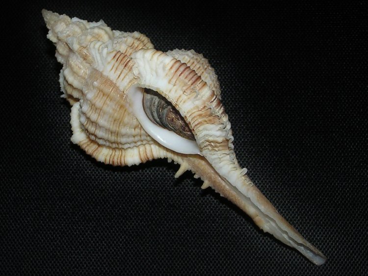 Vokesimurex malabaricus
