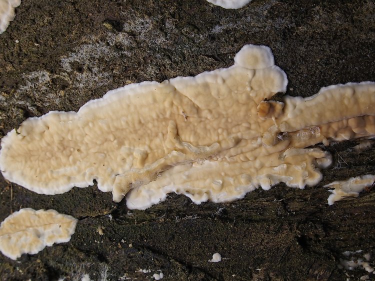 Dacryobolus karstenii