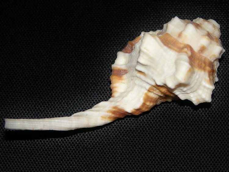 Ranularia exilis