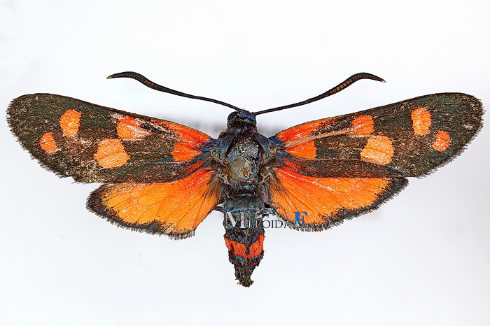 Zygaena ephialtes - vřetenuška čičorková