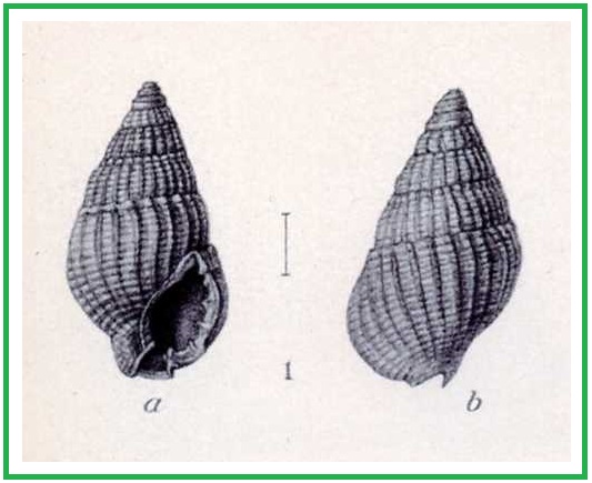 Nassarius idyllius