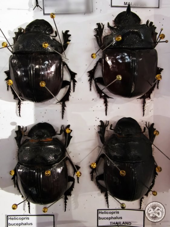 Heliocopris bucephalus