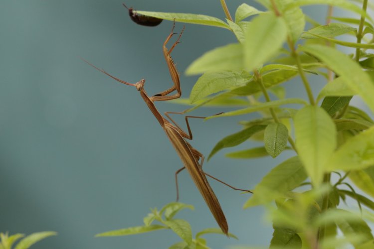Mantis religiosa religiosa - kudlanka nábožná evropská