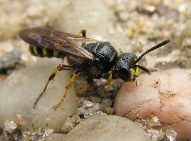 Cerceris quadrifasciata