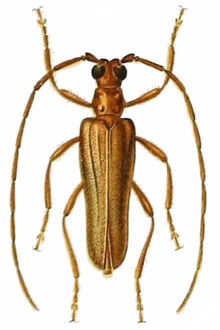 Mantitheus pekinensis