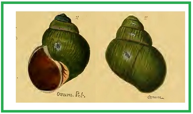 Lanistes ovum